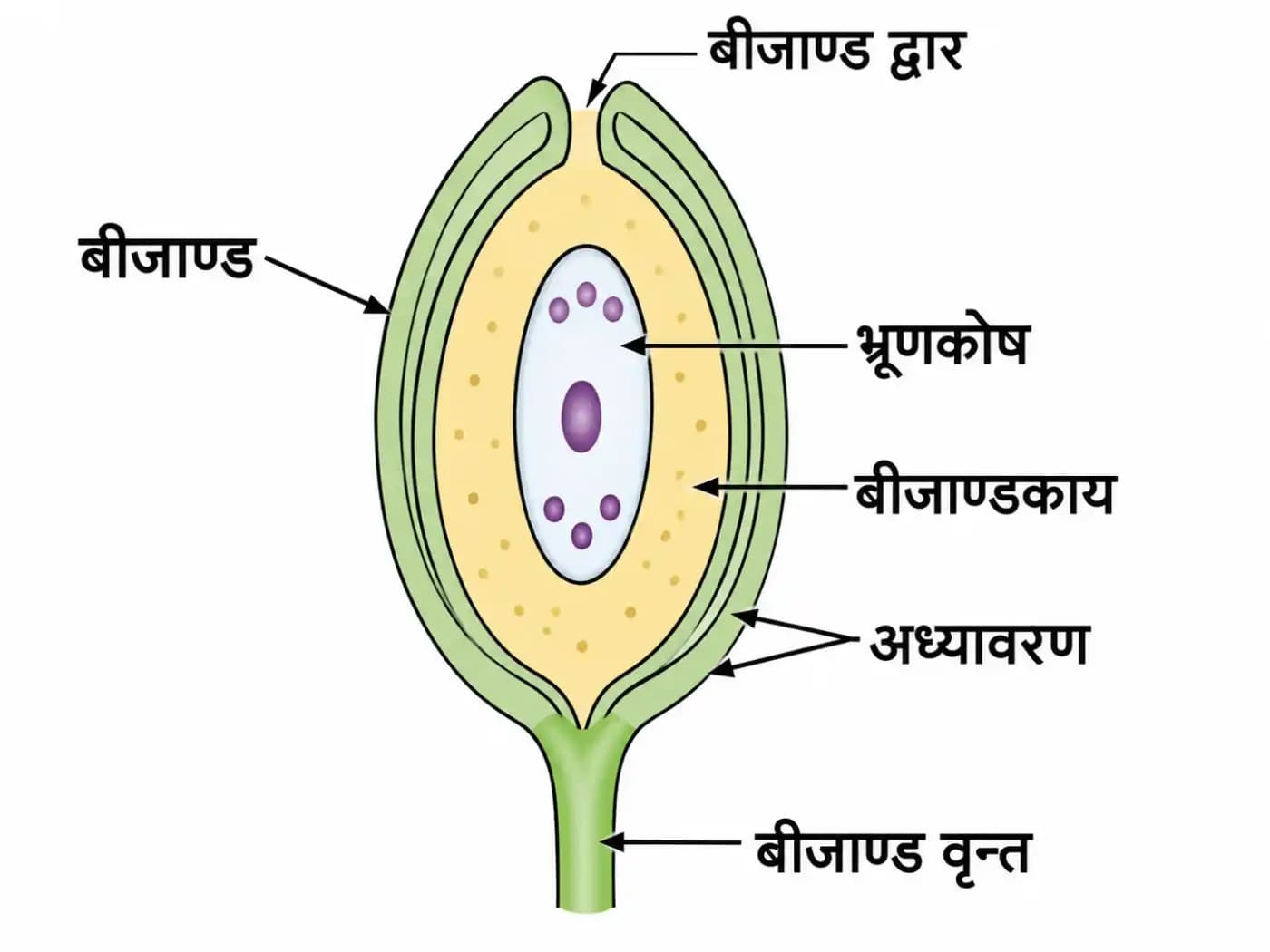 बीजाण्ड की आन्तरिक संरचना का नामांकित चित्र