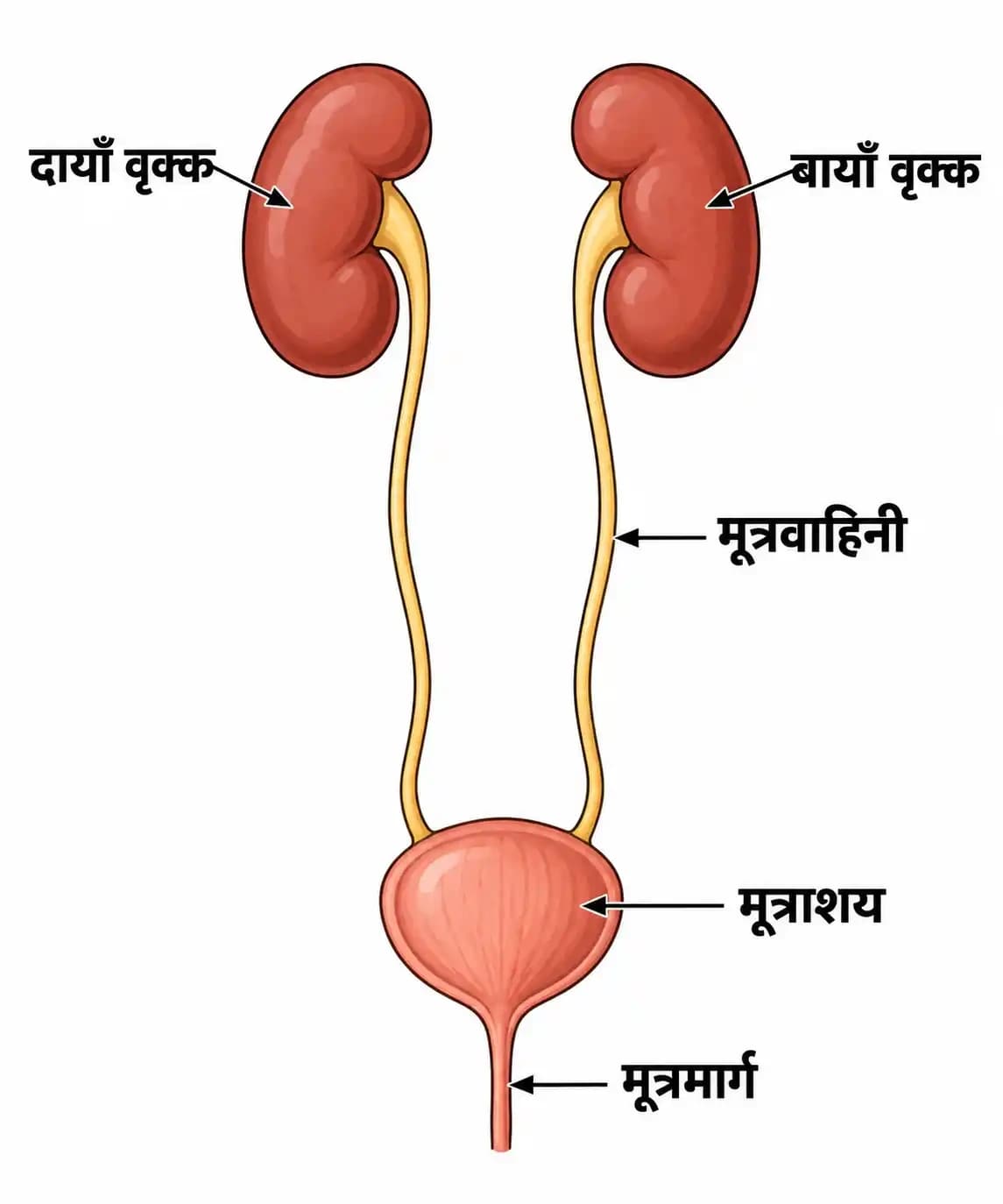 मनुष्य के उत्सर्जी तन्त्र का नामांकित चित्र