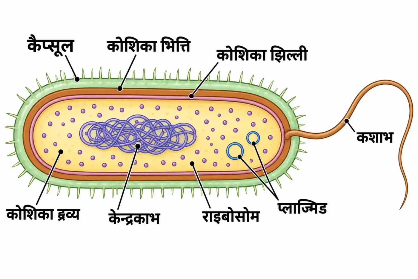जीवाणु कोशिका की संरचना का नामांकित चित्र